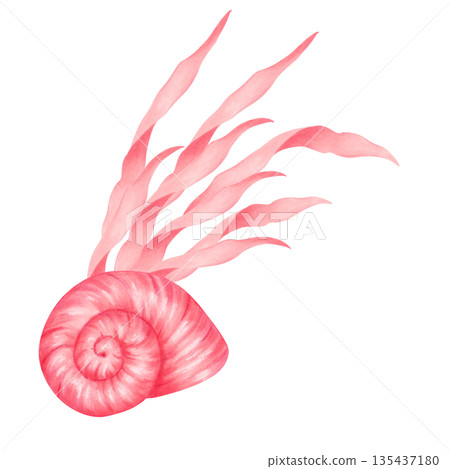 A seashell with a spiral shape and algae. Watercolor illustration of a marine animal. Hand drawn isolated art. Composition for underwater and children's themes, and design of printed materials A seashell with a spiral shape and algae. Watercolor illustration of a marine animal. Hand drawn isolated art. Composition for underwater and children's themes, and design of printed materials 135437180