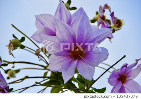 大麗花（愛知縣清洲市市場） 135437379