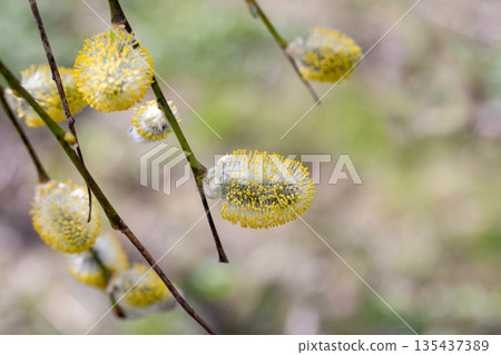 Macro shot of fuzzy yellow pussy willow catkins Macro shot of fuzzy yellow pussy willow catkins 135437389