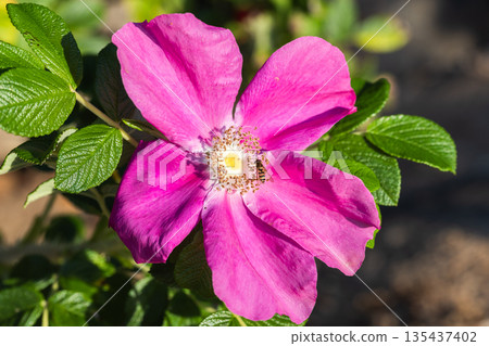 A vivid close-up of a bright pink flower with a yellow center 135437402