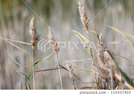 A tranquil close-up of brown reed seed heads swaying in warm sunlight 135437403