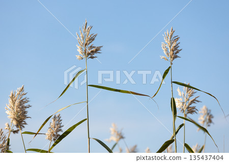 A tranquil scene of tall reed stalks reaching toward a bright blue sky 135437404