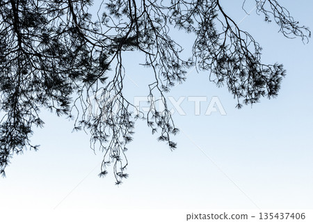A stark silhouette of pine branches reaches into a pale blue sky 135437406