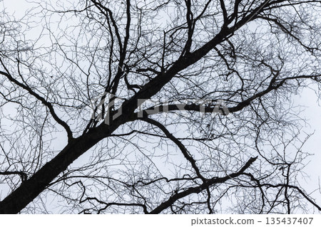 A stark, leafless tree stretches across a pale winter sky 135437407