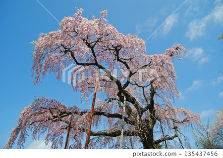 福島縣三春町紅西垂地藏櫻 135437456