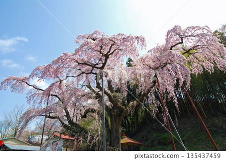 福島縣三春町紅西垂地藏櫻 135437459