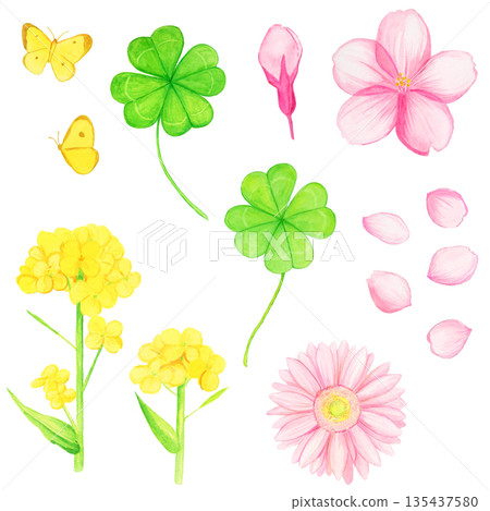 Hand-drawn watercolor illustration set of spring flowers and lucky motifs (cherry blossoms, rape blossoms, four-leaf clover, gerbera, butterflies) Hand-drawn watercolor illustration set of spring flowers and lucky motifs (cherry blossoms, rape blossoms, four-leaf clover, gerbera, butterflies) 135437580