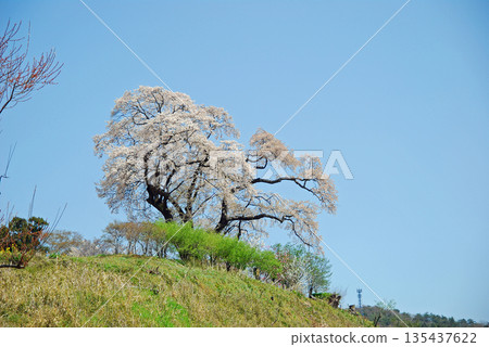 Shionosaki's Great Cherry Blossoms, Motomiya City, Fukushima Prefecture 135437622