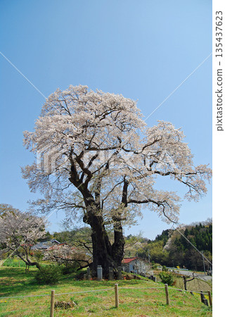 福島縣本宮市鹽之崎大櫻花 福島縣本宮市鹽之崎大櫻花 135437623