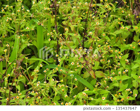 Aster blooming in a summer field after the rain 135437647
