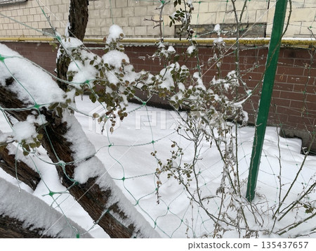 Frozen winter plants in snow Frozen winter plants in snow 135437657