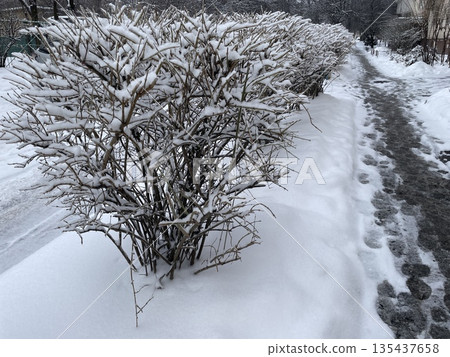 Frozen winter plants in snow Frozen winter plants in snow 135437658