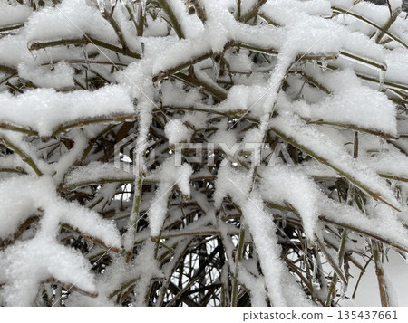 Frozen winter plants in snow Frozen winter plants in snow 135437661