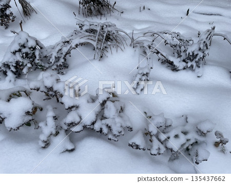 Frozen winter plants in snow Frozen winter plants in snow 135437662