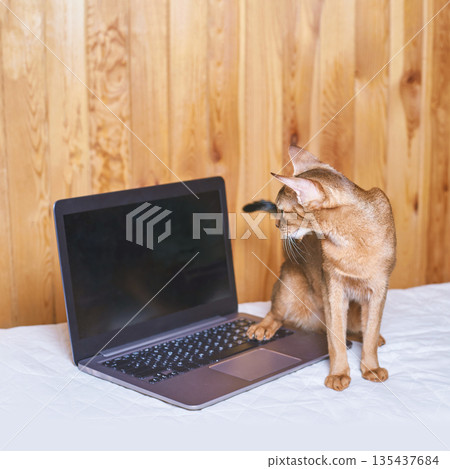 Curious cat on bed interacting with laptop against wooden background 135437684