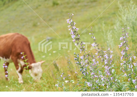 Purple wildflowers in focus with brown cow grazing in pastoral green meadow Purple wildflowers in focus with brown cow grazing in pastoral green meadow 135437703