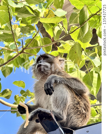 A monkey sits on a fence against a background of blue sky and a tree A monkey sits on a fence against a background of blue sky and a tree 135437725