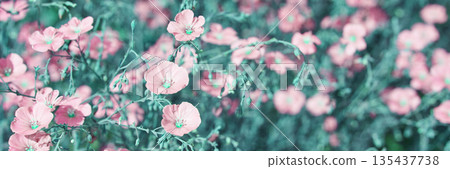 Vibrant pink flowers in bloom amidst lush greenery on a bright day in nature Vibrant pink flowers in bloom amidst lush greenery on a bright day in nature 135437738