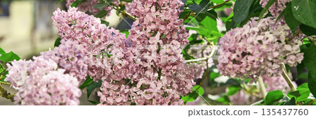 Lush lilac blooms in full blossom amidst vibrant green foliage on a sunny day Lush lilac blooms in full blossom amidst vibrant green foliage on a sunny day 135437760
