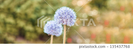 Purple allium flowers blooming in sunlit garden with soft focus background 135437768