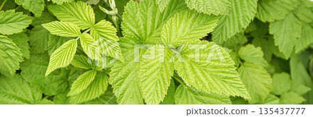 Vibrant green raspberry leaves with detailed texture in lush garden setting Vibrant green raspberry leaves with detailed texture in lush garden setting 135437777