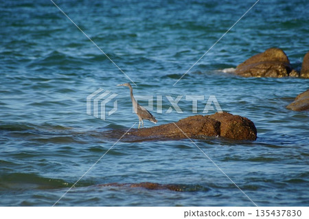 Several colorful birds, herons, stand on the rocks and catch fish in the sea. Several colorful birds, herons, stand on the rocks and catch fish in the sea. 135437830