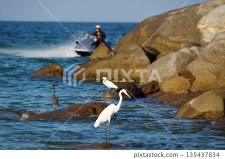 Several birds, herons, stand on the rocks and catch fish in the sea.Herons hunt for fish in the sea. Several birds, herons, stand on the rocks and catch fish in the sea.Herons hunt for fish in the sea. 135437834