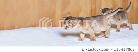 Two abyssinian kittens playing on white blanket with wooden background 135437862