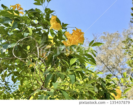 The flowers of Thailand are Tecoma erect, a perennial shrub of the Bignoniaceae family The flowers of Thailand are Tecoma erect, a perennial shrub of the Bignoniaceae family 135437879