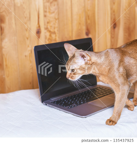 Curious abyssinian cat exploring laptop on white bed with wooden wall Curious abyssinian cat exploring laptop on white bed with wooden wall 135437925