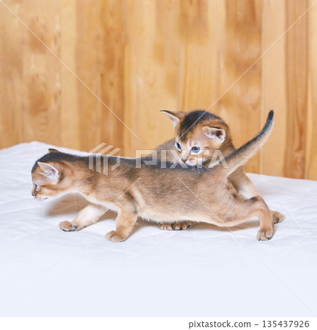 Playful abyssinian kittens on soft white fabric with wooden background Playful abyssinian kittens on soft white fabric with wooden background 135437926