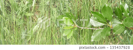 Fresh green leaves on a branch amidst lush grass in a natural outdoor setting Fresh green leaves on a branch amidst lush grass in a natural outdoor setting 135437928