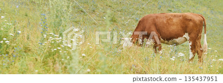 Brown and white cow grazing in flowered meadow on sunny day Brown and white cow grazing in flowered meadow on sunny day 135437951