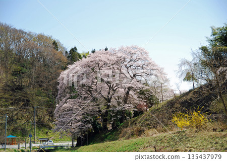 Nihonmatsu City, Fukushima Prefecture, Niidono Shrine's Iwazakura 135437979