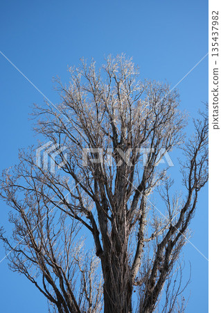 Fallen winter zelkova 135437982