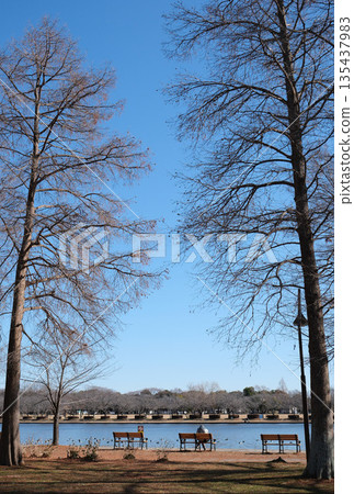 Big trees and lakeside moments Big trees and lakeside moments 135437983