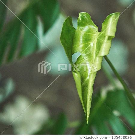 Close-up of vibrant green tropical leaf with textured surface in natural Close-up of vibrant green tropical leaf with textured surface in natural 135438026
