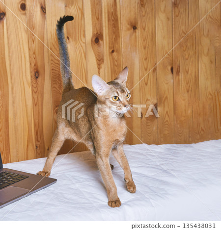 Abyssinian cat stretching on bed near laptop against wooden wall 135438031