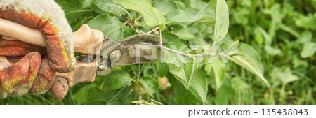 Close-up of gardener gloved hands pruning a branch with manual shears 135438043