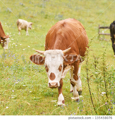 Brown and white cow grazing in a green meadow with wildflowers on a sunny day 135438076