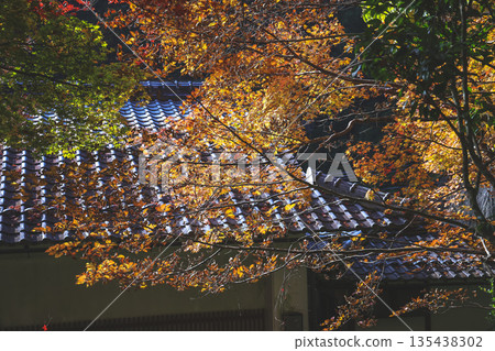 Nov 23 2025 Autumn Leaves Covering Traditional Tiled Roofs in a Jakko in Temple 135438302