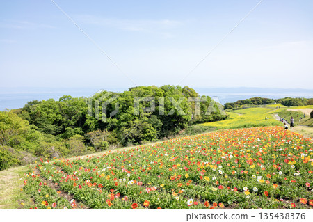 Poppies blooming in a flower gallery Poppies blooming in a flower gallery 135438376