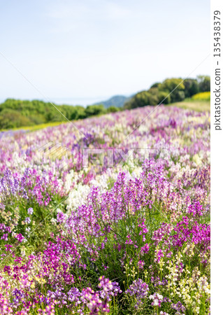 淡路花敷的柳穿魚田 135438379