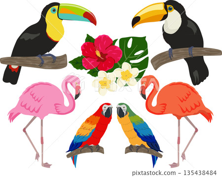 Tropical Bird Set 135438484