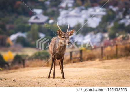 [秋天] 奈良公園、若草山鹿 [傍晚景色] 135438553