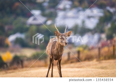 [Autumn] Nara Park, Wakakusayama deer [Evening view] 135438554