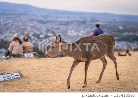 [秋天] 奈良公園、若草山鹿 [傍晚景色] 135438556