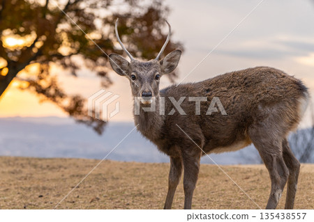 [Autumn] Nara Park, Wakakusayama deer [Evening view] 135438557