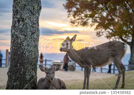 [秋天] 奈良公園、若草山鹿 [傍晚景色] 135438562