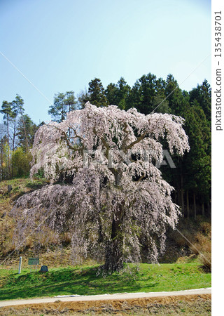 福島縣二本松市福田寺的糸佐櫻 135438701